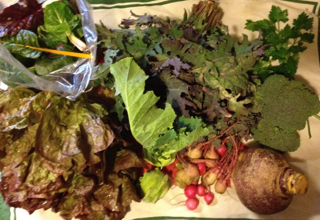 Our CSA share from In Good Heart Farm | Grabbing the Gusto