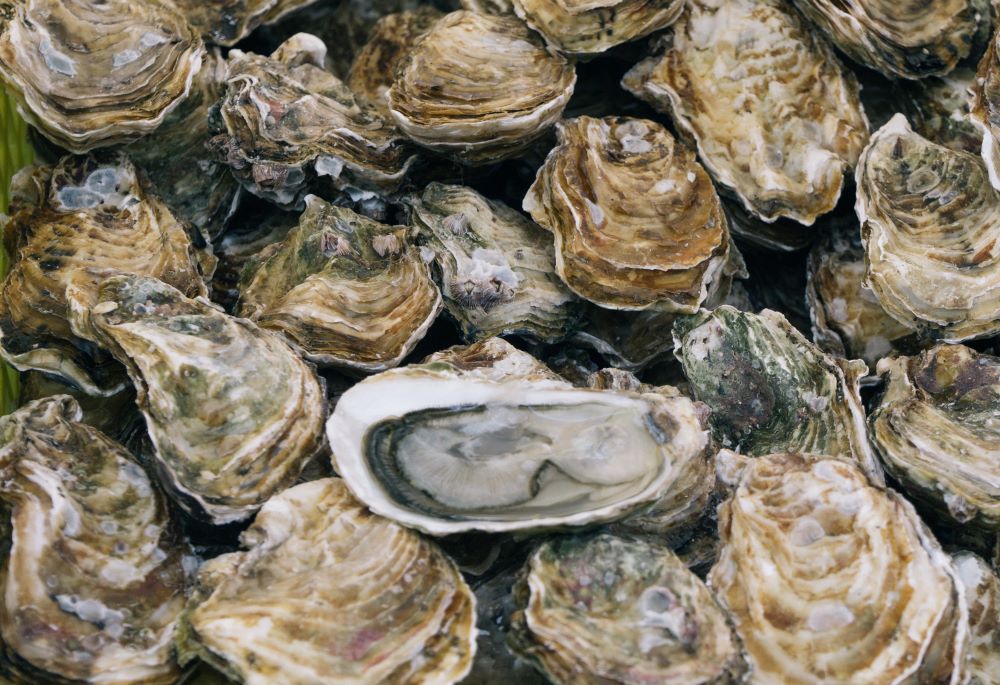 Oysters -- Menu ideas for chicken, prosciutto, sage, striped bass, kale, sweet potatoes, shrimp, pizza, and oysters
