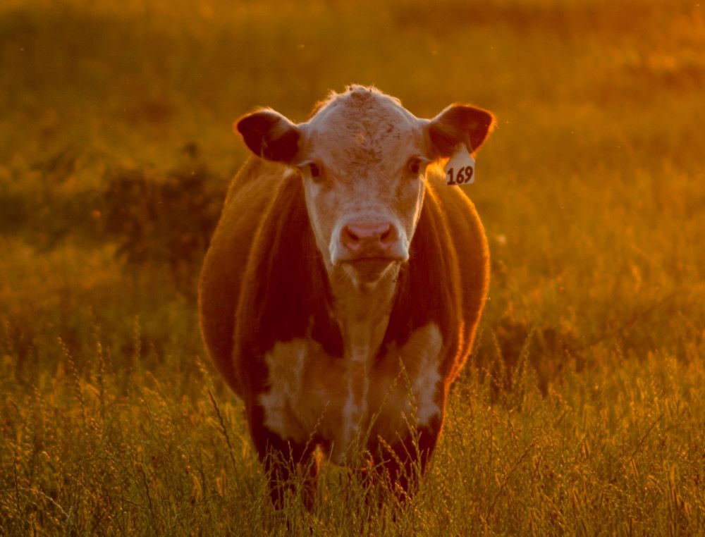 A cow in a field -- Menu ideas and recipes for beef, sourdough, flounder, bigeye tuna, carrots, Brussels sprouts, and tuna salad